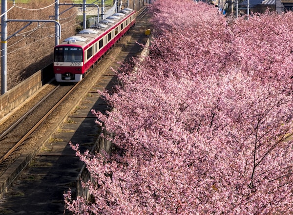 5.ชมวิวซากุระเลียบสถานีรถไฟที่ Miura-kaigan Sakura Festival จ.Kanagawa