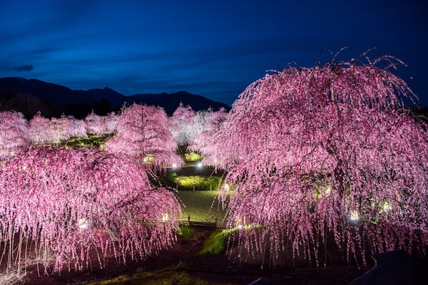 Where to See Plum Blossoms