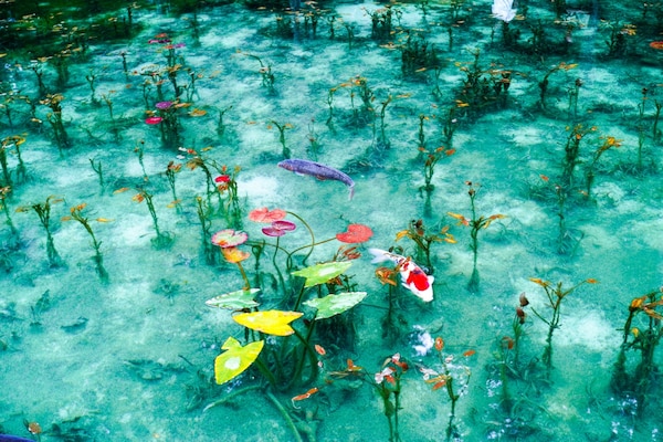 บ่อน้ำของโมเน่ต์ (Monet's Pond)