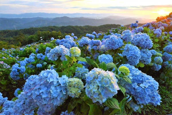 【德島】大川原高原・在壯麗的雲海中欣賞紫陽花