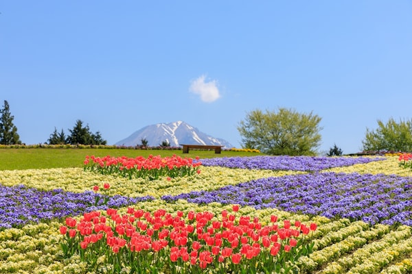 3. สวนดอกไม้ฮานะไคโระ (Tottori Hanakairo Flower Park)