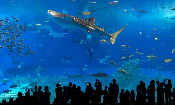 5. Okinawa Churaumi Aquarium