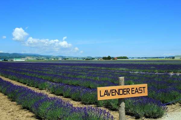 4 ลาเวนเดอร์อีสต์ (Lavender East)