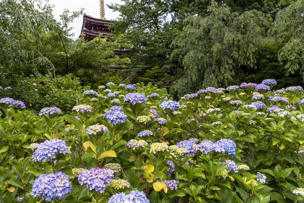 9. วัดฮอนโดจิ (Hondoji Temple)