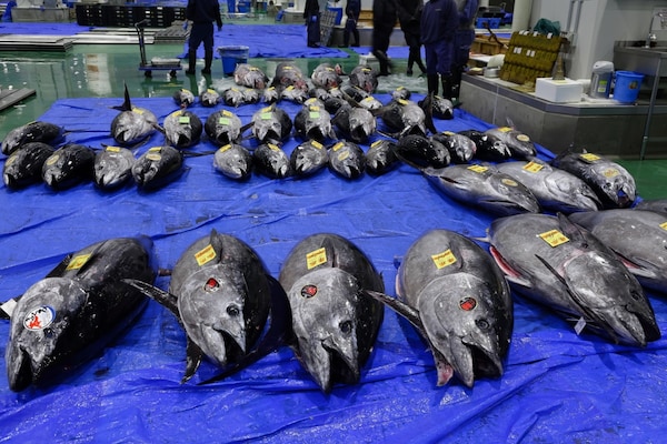 6. ตลาดปลาโทโยสุ โตเกียว หรือซึคิจิแห่งใหม่ (Toyosu Fish Market, Tokyo)