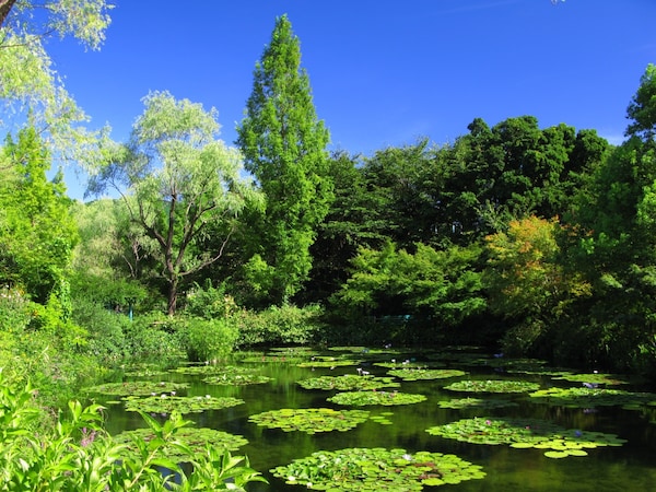 7. สวนโมเน่ต์ คิตากาวะ (Kitagawa village "Monet's Garden" Marmottan)