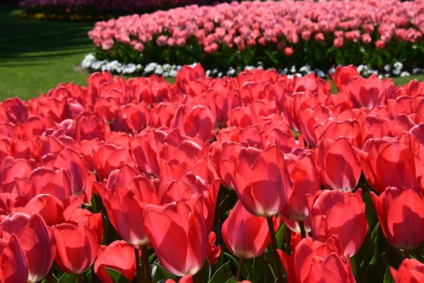 7. สวนดอกไม้ฟลอแรนเต้ มิยาซากิ (Florante Miyazaki)