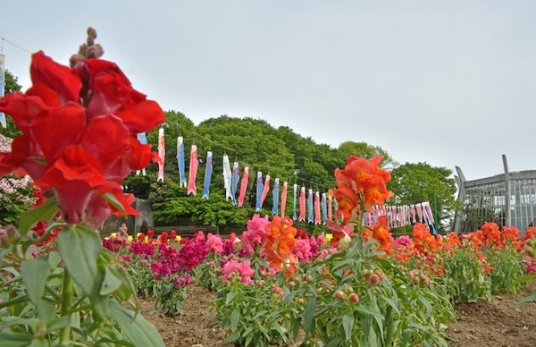 3. 川口市立植物中心 (川口市)