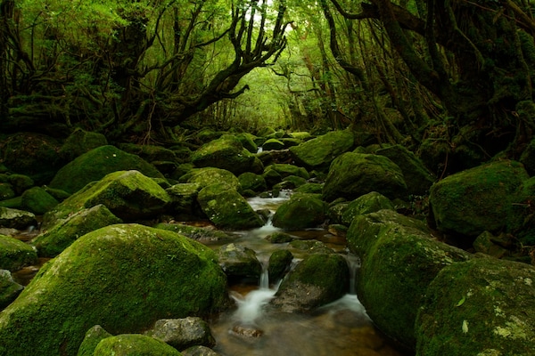 자연 그대로의 원생림: 가고시마