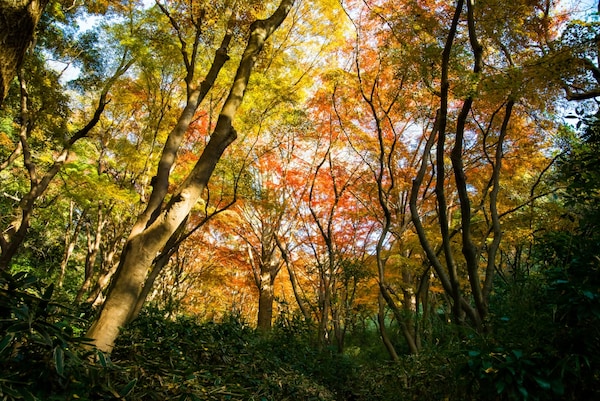 鮮紅的紅葉與銀杏的金黃色絨毯「獅子舞之谷」