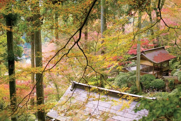 7. วัดไดโคเซ็นจิ จังหวัดซากะ (Daikozenji Temple, Saga)