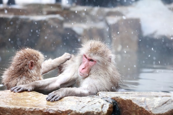 3. สวนลิงจิโงกุดานิ จังหวัดนางาโนะ (Jigokudani Monkey Park, Nagano)