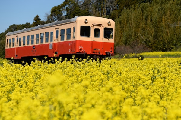 8.นั่งรถไฟท้องถิ่น Kominato (Chiba)