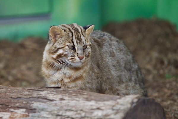 9 แมวดาวสึชิมะ (Tsushima Leopard Cat)