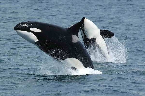 5 วาฬเพชฌฆาต (Killer Whale)