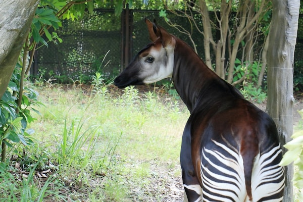 6 โอคาพี (Okapi)