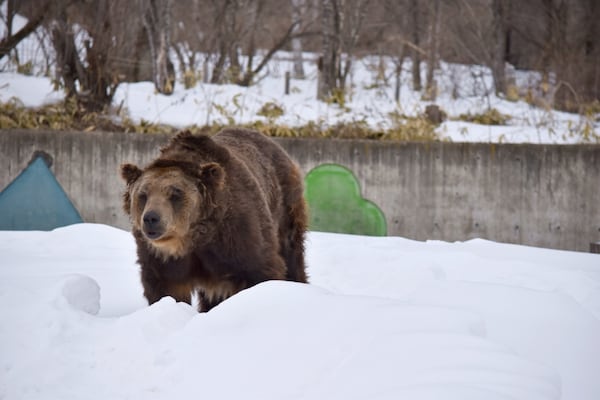 8 หมีสีน้ำตาลฮอกไกโด (Hokkaido Brown Bear)