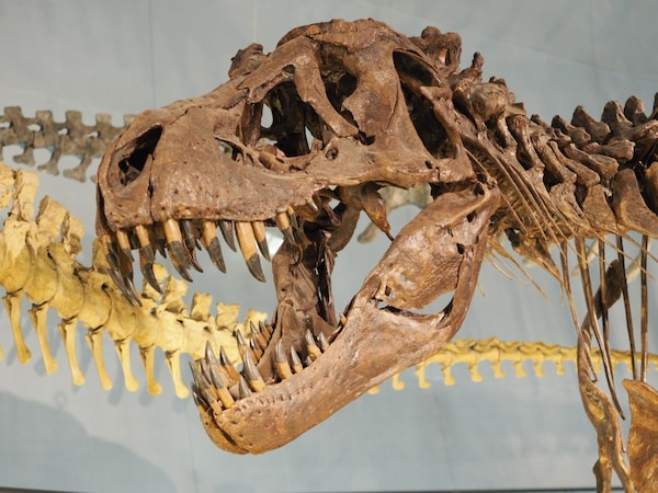 พิพิธภัณฑ์ไดโนเสาร์ฟุคุอิ Fukui Prefectural Dinosaur Museum
