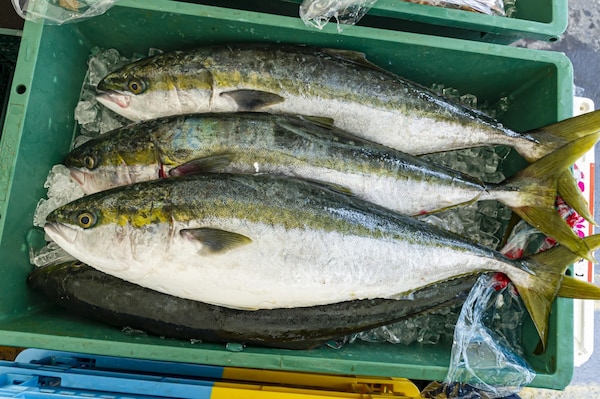 7. ตลาดปลาทาคามัตสึ, ชิโกกุ (Takamatsu Fish Market, Shikoku)