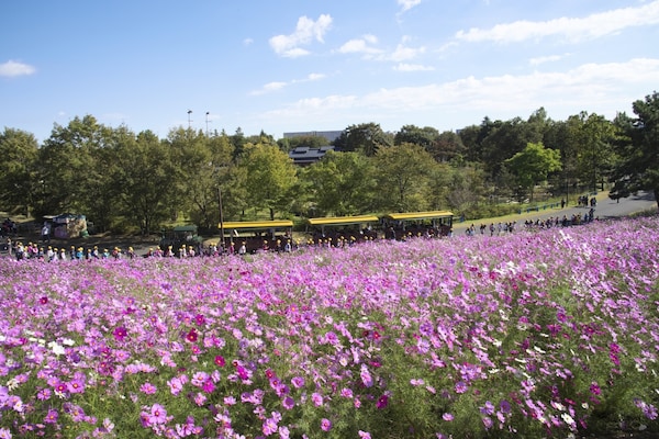 11 ชมดอกคอสมอสที่สวนโชวะ คิเน็น เมืองทาจิกาวะ จังหวัดโตเกียว (Showa Kinen Park, Tachikawa, Tokyo)