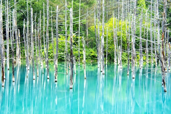 1. สระน้ำสีฟ้า ชิโรงาเนะอาโออิเคะ จังหวัดฮอกไกโด (Shirogane Blue Pond, Hokkaido)