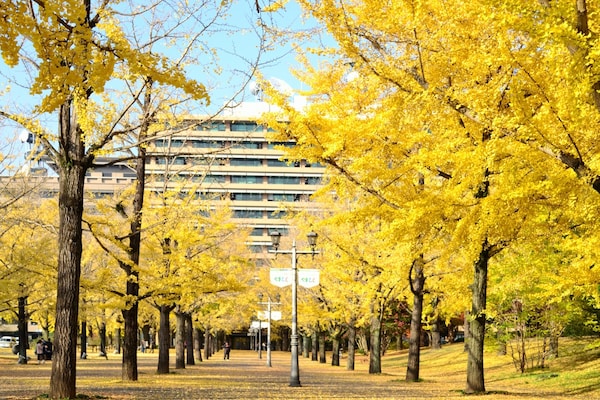10. ถนนสายต้นแปะก๊วย หน้าที่ทำการจังหวัดคุมาโมโตะ (Rows of Gingko Trees at Kumamoto Prefectural Government Building)