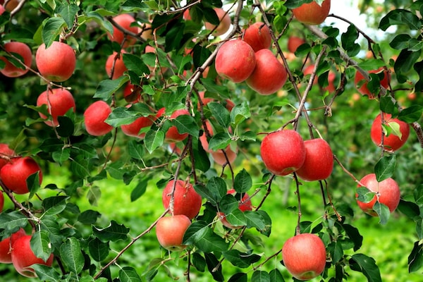 弘前：红红的枫叶，红红的苹果