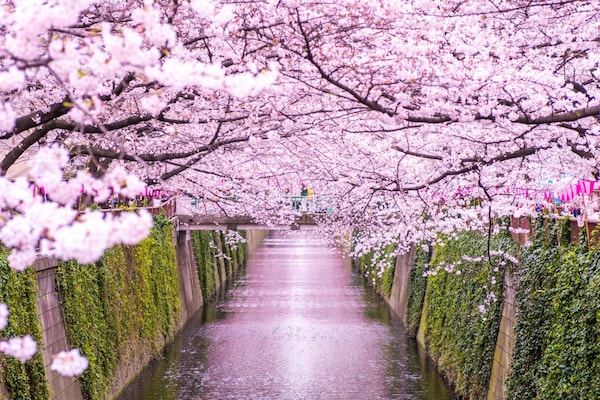 สถานที่เที่ยวแนะนำ : จุดชมซากุระนากะเมกุโระ (Naka-Meguro Sakura Festival)