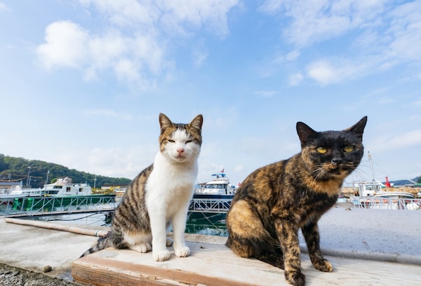 濑户内海的猫岛：真锅岛