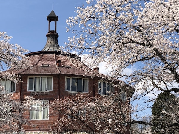樱花与美丽建筑物相辉映「清春艺术村」