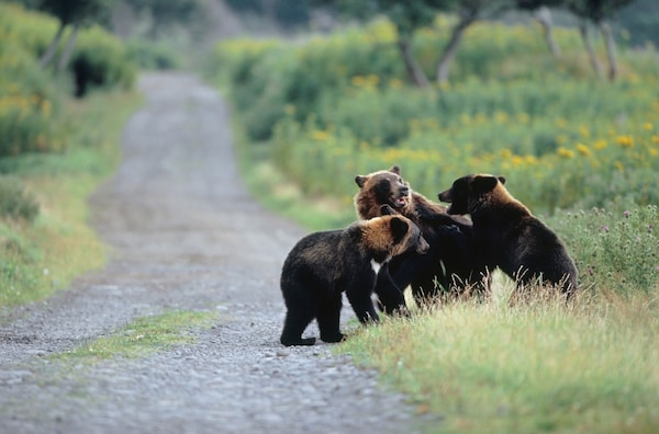 2. ชมหมีสีน้ำตาล และสัตว์ป่านานาชนิดที่อุทยานแห่งชาติชิเรโทโกะ