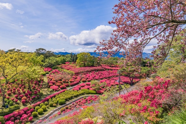 3. สวนโคมุโระยามะ (Komuroyama Park) จังหวัดชิซุโอกะ (Shizuoka)