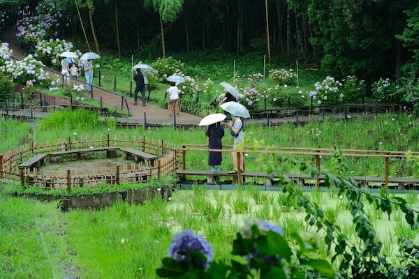 โซนดอกไอริส (Iris Garden)