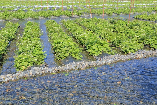 日本最大的山葵田「大王山葵農場」