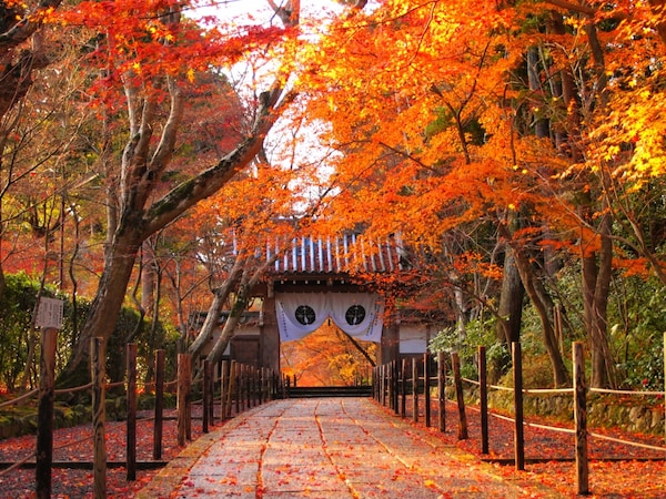 2. Komyo-ji Temple (Southwest Kyoto)