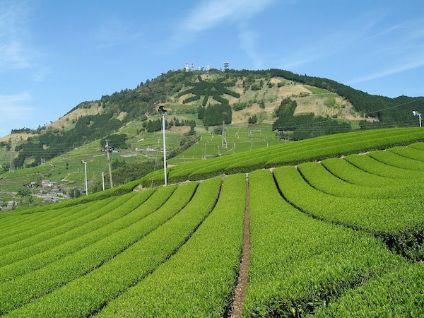 Shizuoka Prefecture: Producers of 40 Percent of Japan's Tea