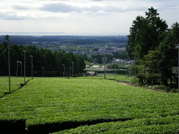 Mie Prefecture: From These Tea Fields to the World