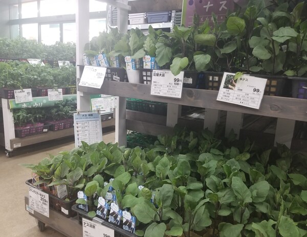 Royal Home Center: All-affordable Options for Urban Farming