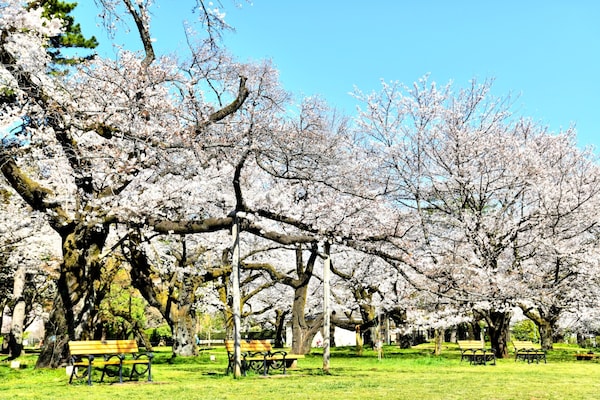 1. สวนโคงาเนอิ (Koganei Park: 小金井公園)