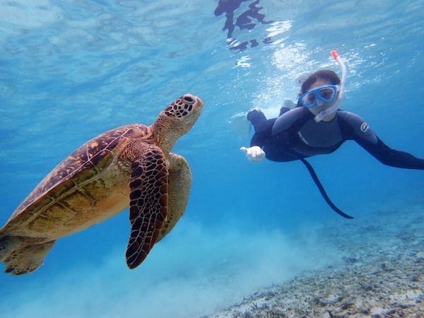 Amami-Oshima Island, Tokunoshima Island, Northern Part of Okinawa Island, and Iriomote Island