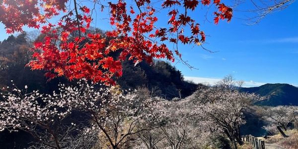 群马县藤冈市：樱山公园的冬樱