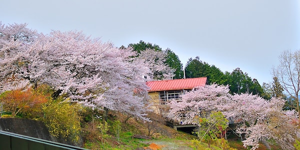 埼玉县长瀞町：宝登山冬樱园的冬樱