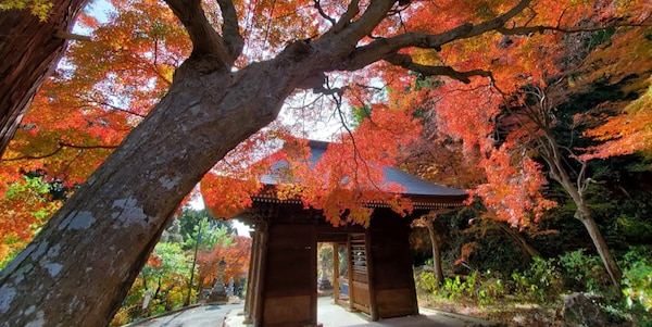 冈山县真庭市：普门寺的四季樱