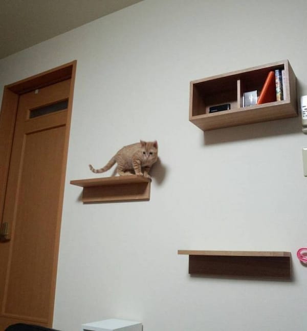 無印家具でキャットウォークを簡単DIY！ 猫が喜ぶ実例5選 [猫] All About