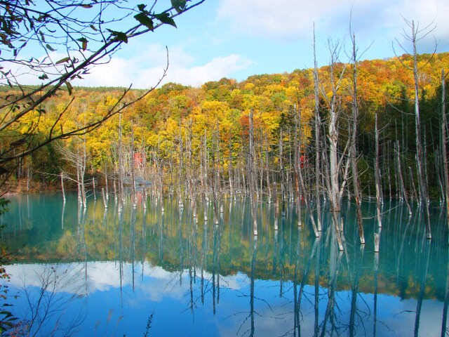 青い池の紅葉