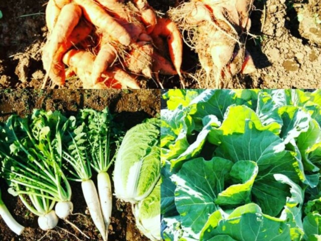 柔ママさんが今までに収穫した家庭菜園の野菜