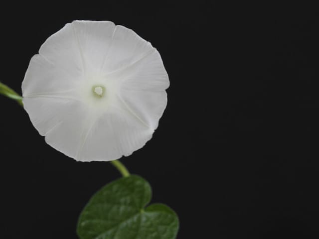 夜顔:ヒルガオ科サツマイモ属ヨルガオ科