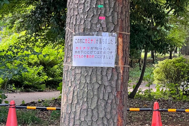 落雷した公園の木に注意喚起の貼り紙。「カミナリが鳴ったら木の下ににげてはだめです。たてものや車の中ににげましょう」とある（2022年6月撮影）