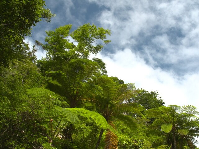 亜熱帯の力強い森に雨の恵みが降り注ぐ姿はぜひ見てほしい （C）OCVB