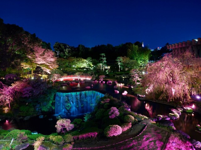東京「夜桜」ライトアップ（イメージ）